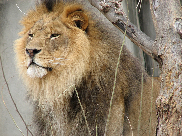 Lion, animal sauvage, mâle, Zoo, faune, nature, à la recherche