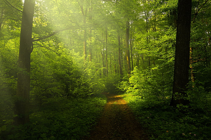 svetlo, Forest, lúče, Príroda, zalesnenou krajinou, Príroda, Zelená