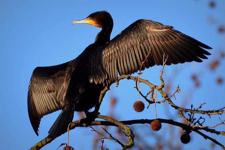 great cormorant, bird, wings, animal