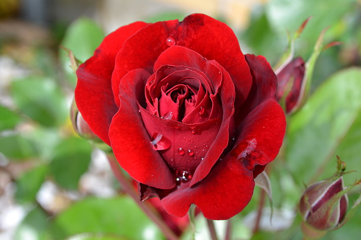 růže, červená, květ, Victor hugo, léto, Valentin, Láska