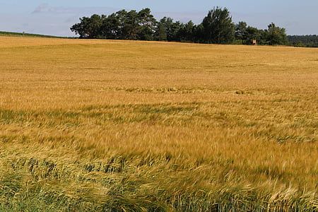 Gerstenfeld, Sommer, Natur, Landschaft, Landwirtschaft, Getreide, Feld