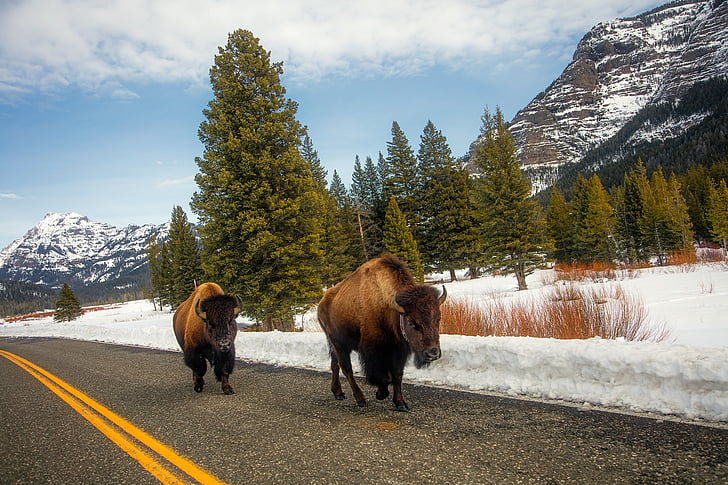 Yellowstone, nemzeti park, utazás, turizmus, hó, téli, jég