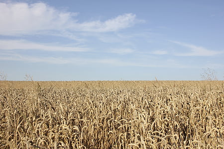 campo, cereales, naturaleza, cultivos en campo, agricultura, cosecha, Escena rural