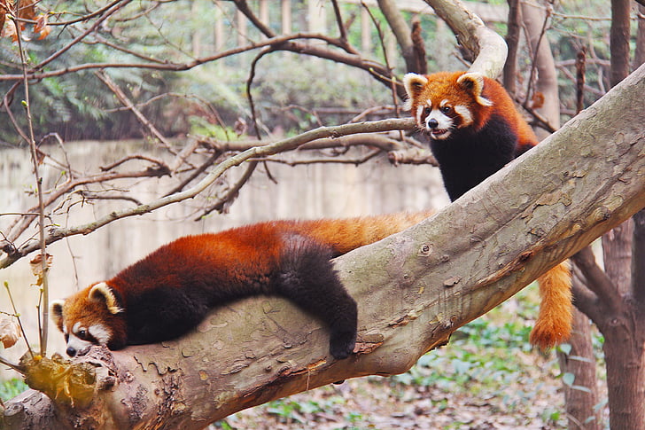 älskvärda, Röd Panda, Sichuan, svart och vitt, bedårande, medborgaredjur, Panda