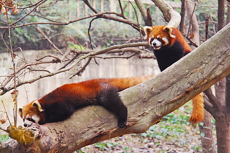adorable, pandes vermells, Sichuan, blanc i negre, adorable, l'animal nacional, colla