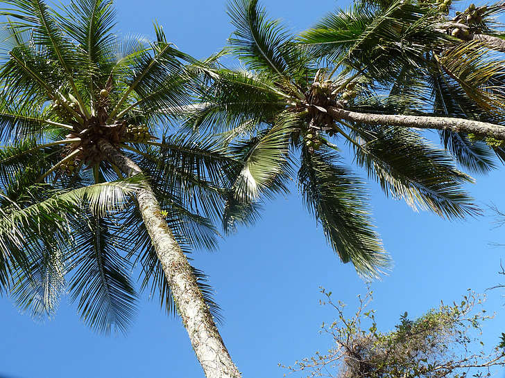 arbres de coco, Moll, Itaguá, Ubatuba, São paulo, Brasil, litoral