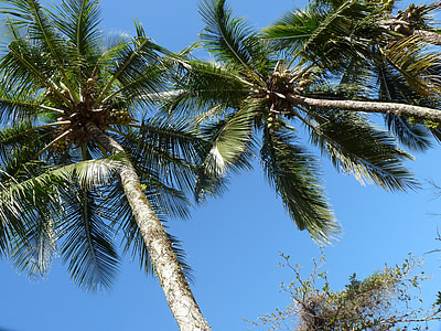 coconut trees, pier, itaguá, ubatuba, são paulo, brazil, litoral