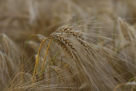 mezőgazdaság, árpa, közeli kép:, vidéken, termés, termőföld, száraz