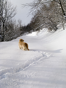 sne, skov, Wolf, hvid, hund, Park, ven