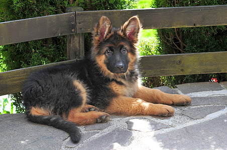 Schäfer psa, dlhé vlasy, starý nemecký, šteňa, pes