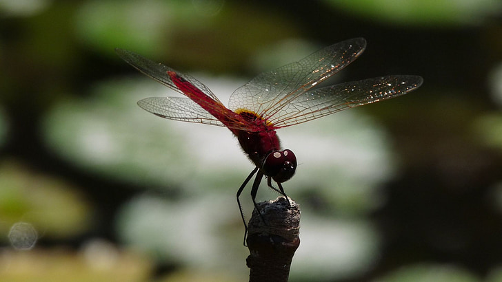 Dragonfly, insektov, narave, rdeča, močvirje, makro, živali