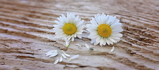 fleurs, Daisy, blanc-jaune, bois, fermer, fleur pointue, fleur