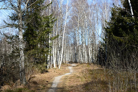 bos, wandelen, Vrije tijd, herstel, natuur, weg, Trail