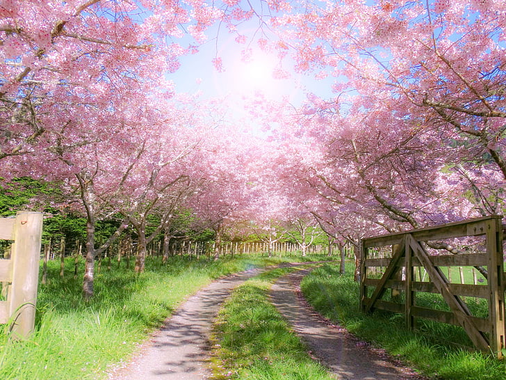 farm, gate, wooden, pink, blossom, spring, nature