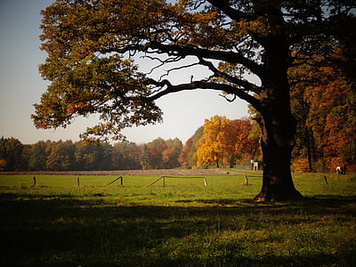 podzim, listoví, žluté listy, strom, Příroda, parku, podzimní listí