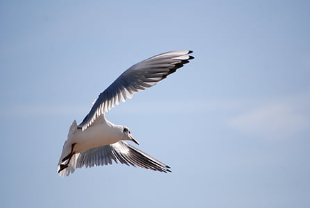 bird, seagull, fly, gull, water, blue, sky