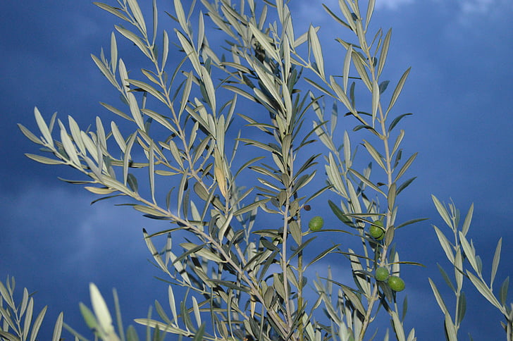 olivier, olive branch, background, landscape, branches