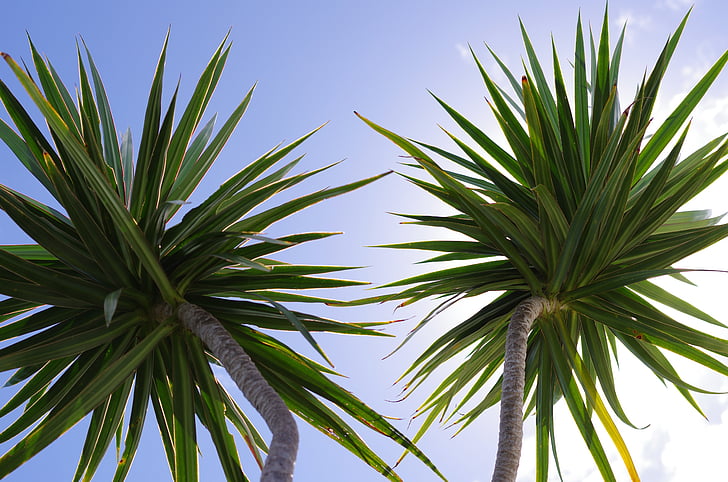 Palm puud, lehed, loodus, taimed, Tropical, Palmipuu, taevas