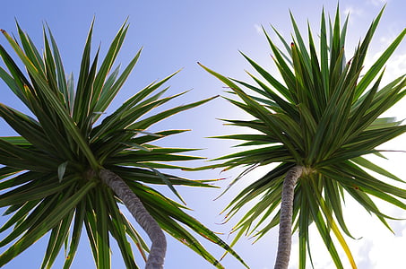 palmiye ağaçları, yaprakları, doğa, bitkiler, tropikal, palmiye ağacı, gökyüzü
