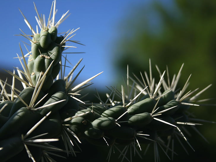 cactus, planta, desert de, Arizona, vegetació, espiga, espinós