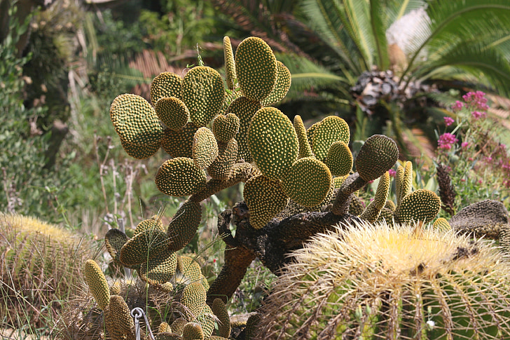 Kaktus, Anlage, Garten