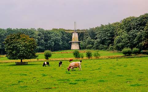 mill, cows, meadow, tree, landscape, nature, animals