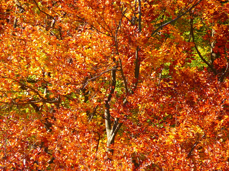 rừng, rừng mùa thu, đầy màu sắc, cây, lá, mùa thu
