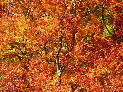lasu, Jesienny Las, kolorowe, drzewa, pozostawia, jesień