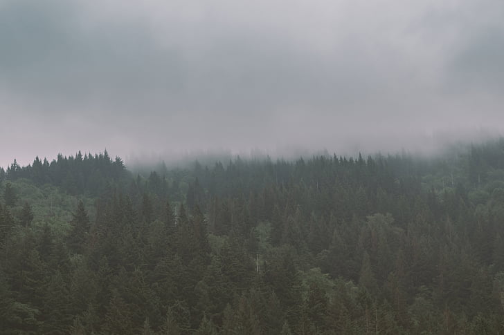 trees, forest, nature, foggy, clouds, grey