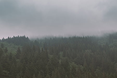 copaci, pădure, natura, ceaţă, nori, gri