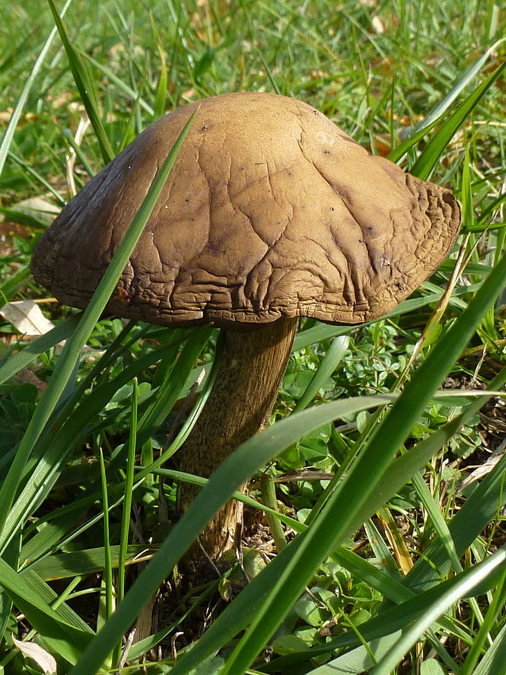 mushroom, autumn, meadow