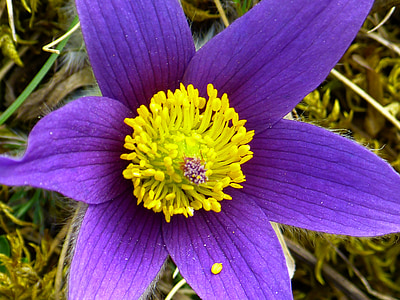 flor de Pascua, flor, floración, flor, púrpura, azul, pasqueflower