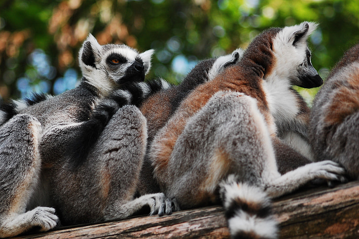 Lemur, siedząc, ogród zoologiczny, wyczyścić, ogród zoologiczny, zwierząt, lemury