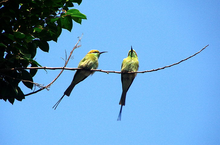 ptica, mali zeleni pčelarica, dharwad, Karnataka, Indija, letjeti, krila