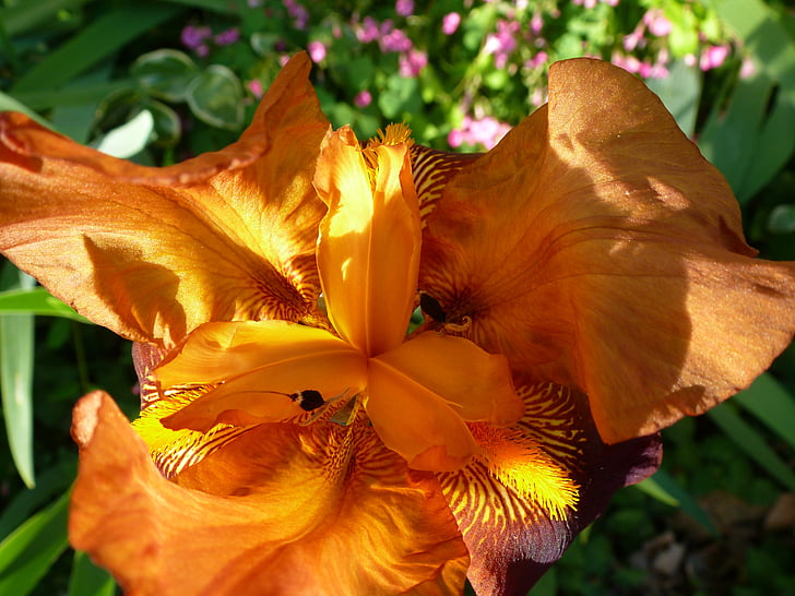 Lily, blomst, oransje, Blossom, natur, anlegget, petal