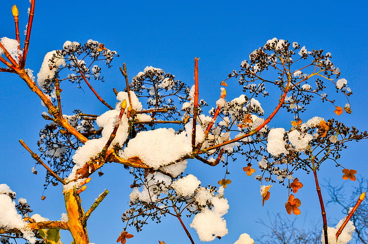 plant, winter, snow, covered, nature, tree, branches