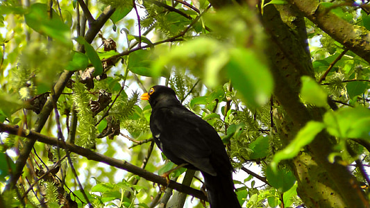 Blackbird, zpěvný pták, Příroda, pták, Bill, tvor, ptáci