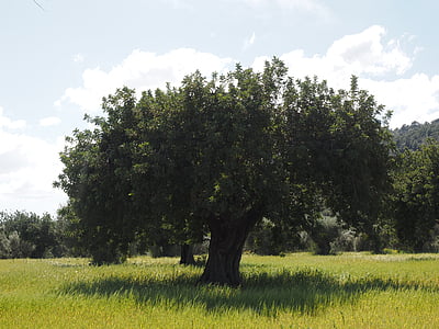 albero di ulivo, piantagione di ulivi, piantagione, albero, giardino degli ulivi, uliveto, impianto