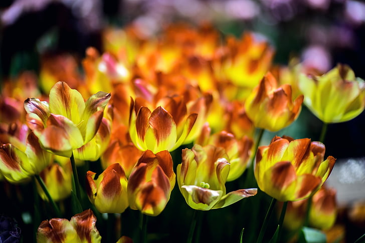 tulipes, fleurs, grassement, tulipe double, Bloom, tulipe jaune, fleurs de printemps