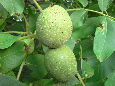 walnut, nut, tree, fruit, fruits, juglans regia, walnut tree