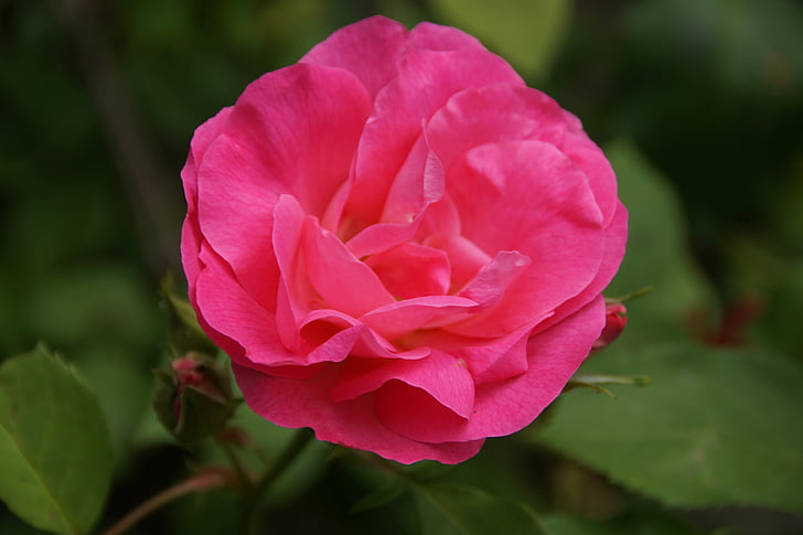 Rosa, flor, taronja, color, Rosa, jardí, natura