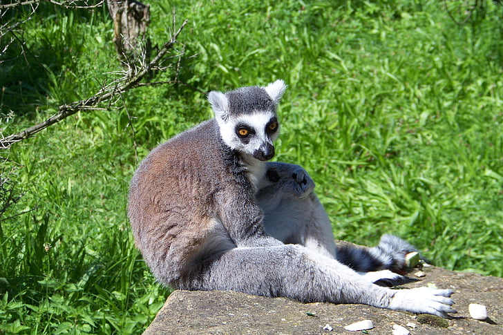 lemur, zviera, Divoký život, Madagaskar, cicavec, voľne žijúcich živočíchov, primát