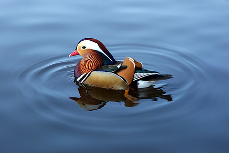 mandarin duck, duck, mandarin, water, colorful
