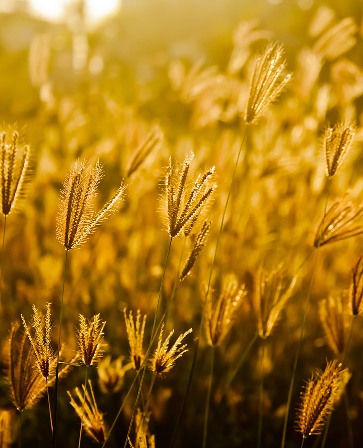 Felder, Grass, Golden, Sonnenuntergang