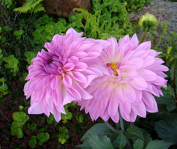 Hoa, Dalia, Sân vườn, màu tím, mùa hè