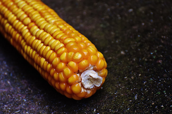 kukurūza, Corn par vālīšu, graudu kukurūza, dārzeņi, pārtika, daba, dārzeņu mais