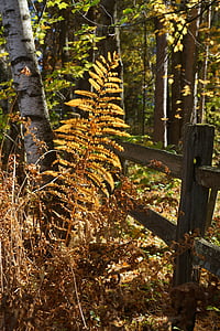 fern, wooden fence, forest, autumn, flora, nature, landscape