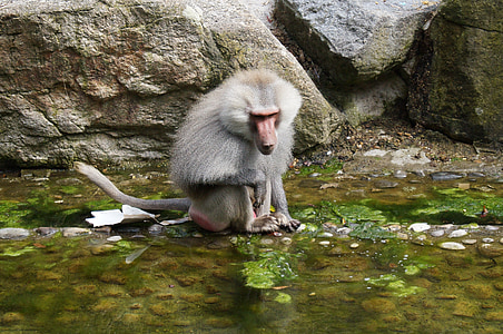 Ape, con khỉ, nước, động vật, sở thú, đá
