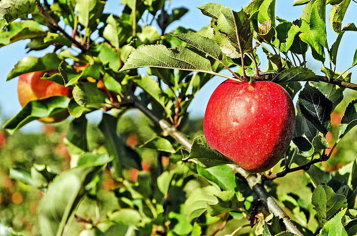 poland, celejów, apple orchard, apple