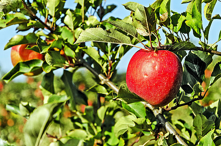 Полша, celejów, ябълка овощна градина, ябълка